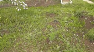 Антенна Windom