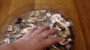 КАК  СУШИТЬ ГРИБЫ В СУШИЛКЕ