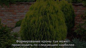 Обрезка туи: правила формирования кроны