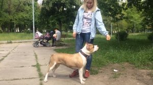 Американский стаффордширский терьер выполнения примитивных команд