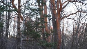 9 марта. Малахов.