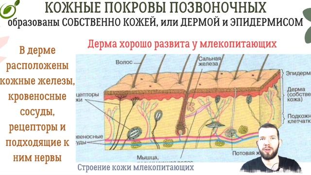 Л.37 | ЗАЩИТА ОРГАНИЗМОВ | ОБЩАЯ БИОЛОГИЯ ЕГЭ смотреть онлайн