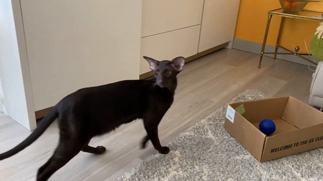 Смешные коты?⬛ l Ориентальный кот в гостях l Кай собирается домой смотреть онлайн