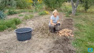 Картофель на узкой грядке не окучивают!