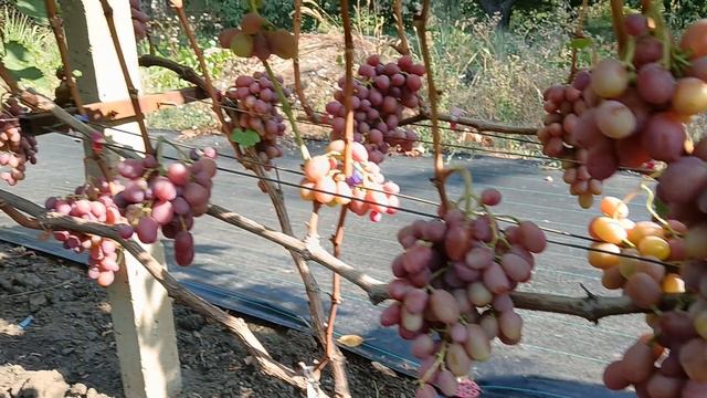 Виноград Бонус (Калугин В. М.) Виноградник Король В. Н. Slava.King2007@mail.ru г. Краснодар смотреть онлайн