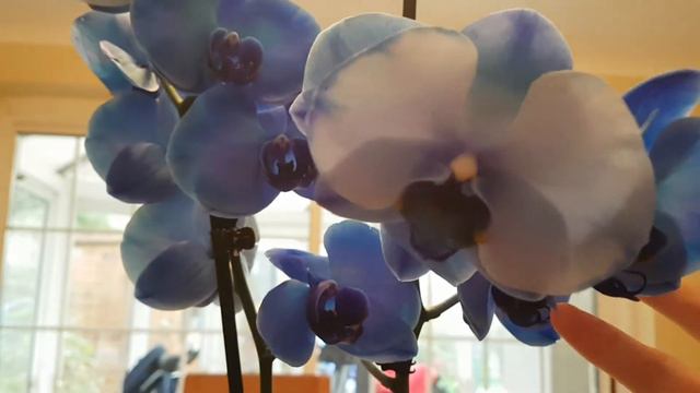 My blue phalaenopsis! What a beauty смотреть онлайн