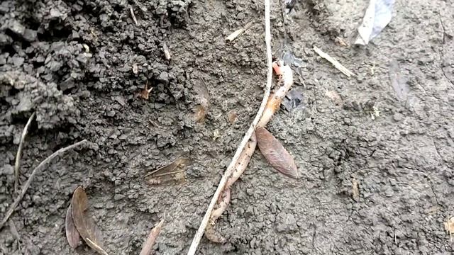 Земляной червь зимой на Кубани 19.02.18 смотреть онлайн