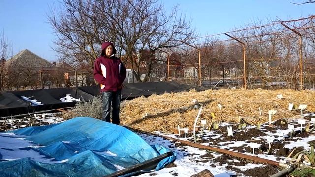 Зима в Саду Ворошиловой. Как защитить цветы зимой? / Сад Ворошиловой