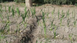 Gladiolus Bulbs and Plants for Sale at Village Friend Garden