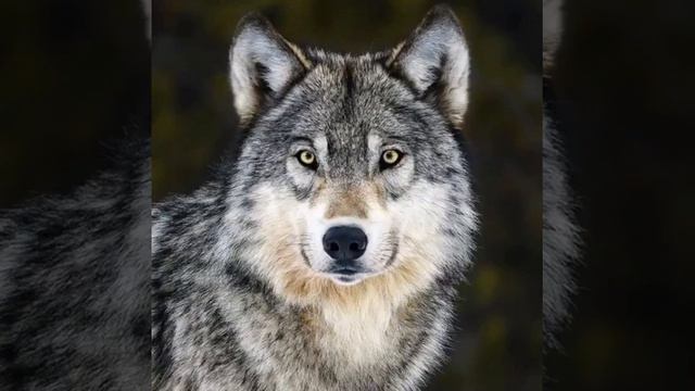 ЗАМЕЧАТЕЛЬНАЯ ПЕСНЯ... ОДИНОКИЙ ВОЛК... Послушайте. смотреть онлайн