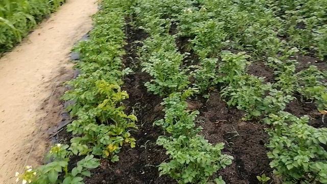 Клубника и картошка смотреть онлайн