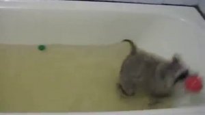 Енот купается!!!