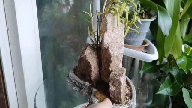 Dendrobium moniliforme. Мои наблюдения за год. смотреть онлайн