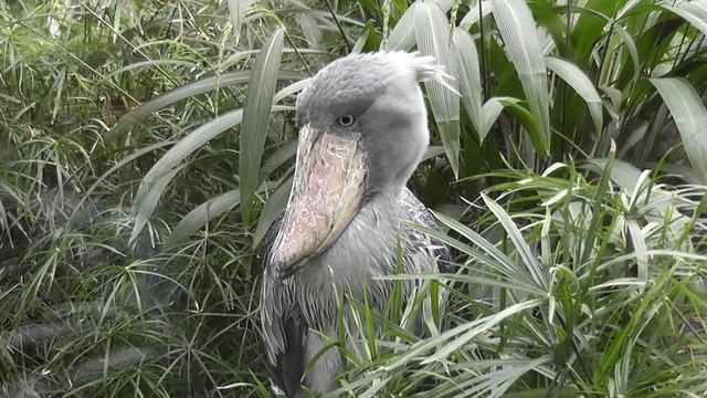 Китоглав в пражском зоопарке смотреть онлайн