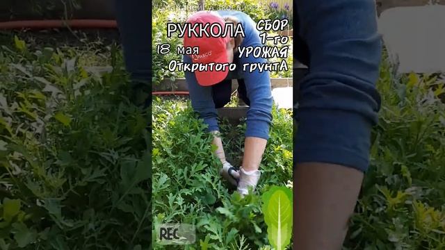 РУКОЛА уродилась | Срезка рукколы Открытого Грунта первый урожай ?18 мая? Сорт Васаби ✔ суперский ✔