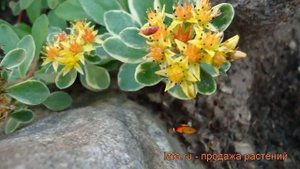 Седум камчатский Вариегата ? камчатский седум Вариегата обзор: как сажать, рассада седума Вариегата