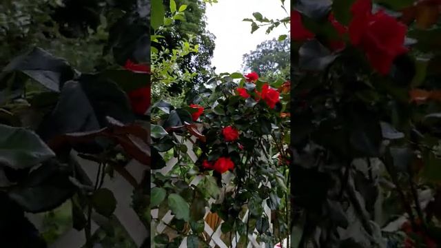 Роза Салита это восторг!!! смотреть онлайн