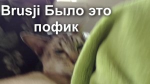 Бумер и Брюс - немецкий фильм про русскую дружбу котов