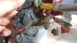 БЕГОНИЯ декоративно-лиственная УХОД