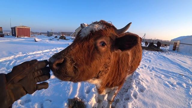 Обновление в коровнике смотреть онлайн