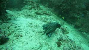 осьминог прячется