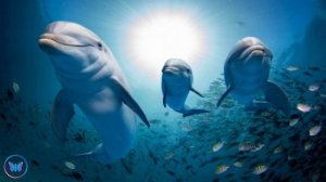 10 Hours Relaxing Underwater Sounds For Sleep Dolphin And Whale Noises Calming Deep Ocean Sound