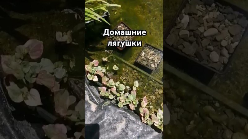 Лягушки в пруду освоились