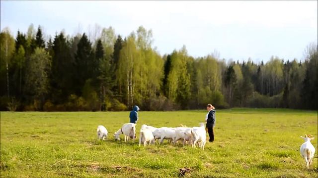 Северная надежда. Ферма. смотреть онлайн