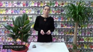 Мимоза стыдливая / Растение недотрога