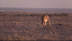 лев vs медоед! Бои животных в реальной жизни! Неожиданный исход поединка