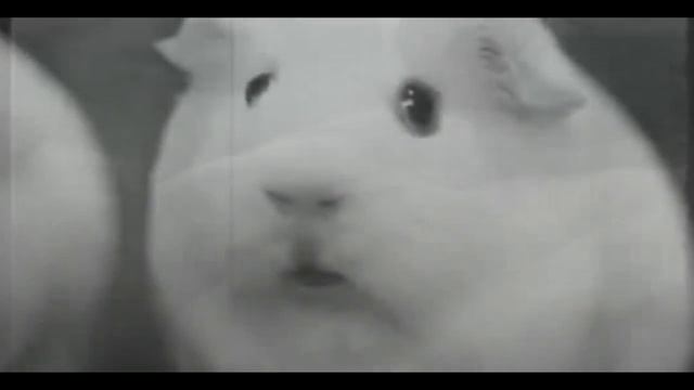 Cavy Vietnam Flashback (Морская свинка вспоминает Вьетнам) смотреть онлайн