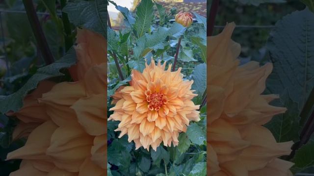 Dahlia ‘Clyde’s Choice’ | Pond House Garden смотреть онлайн