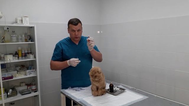 КАК СДЕЛАТЬ УКОЛ ПИТОМЦУ? смотреть онлайн