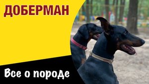 Доберман - всё о породе. Идеальное сочетание элегантности и мощи.