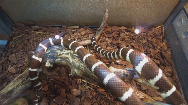 4К видео обзор животные Тульский экзотариум на DJI Pocket 2 4k video смотреть онлайн