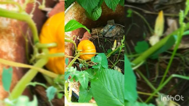 67.Тыква Конфетка смотреть онлайн