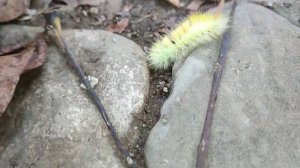 Гусеница бабочки Краснохвост, или шерстолапка стыдливая — ночная бабочка семейства волнянок.