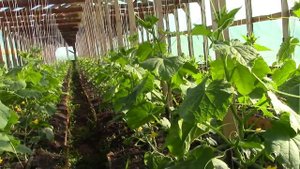 Огурцы в новой теплице