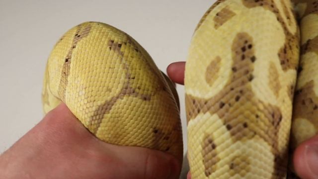 Morph Guide #6: The Coral Glow Ball Python - Benjamin's Exotics
