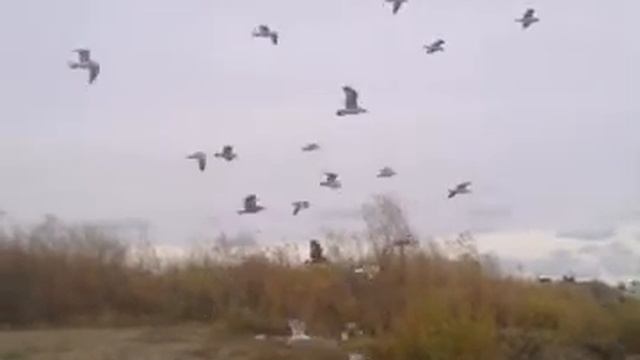 чайки летают на одном месте смотреть онлайн