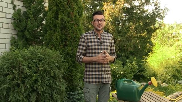 Как ухаживать за хвойниками? Раскрываем секрет уникальной подкормки. смотреть онлайн