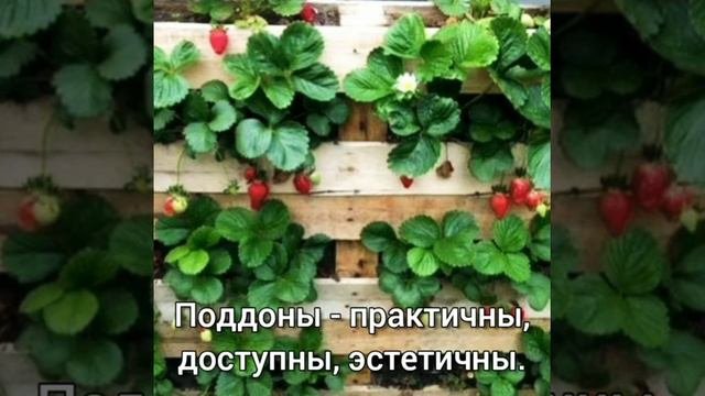 Интересные идеи выращивания земляники