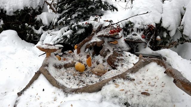 ПТИЦЫ НА КОРМУШКЕ-2023/2024, день №23, часть первая смотреть онлайн