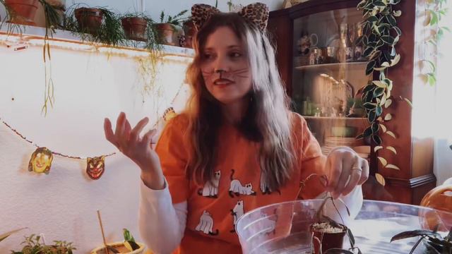 Propagating Hoya Halloween Style  Prop and Chat