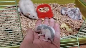 КРЫСЯТА ДЕЛАЮТ ПЕРВЫЕ ШАГИ!