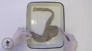 Спланхнология, анатомия желудка