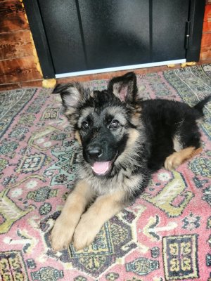 Щенку два месяца. Начинают вставать уши.