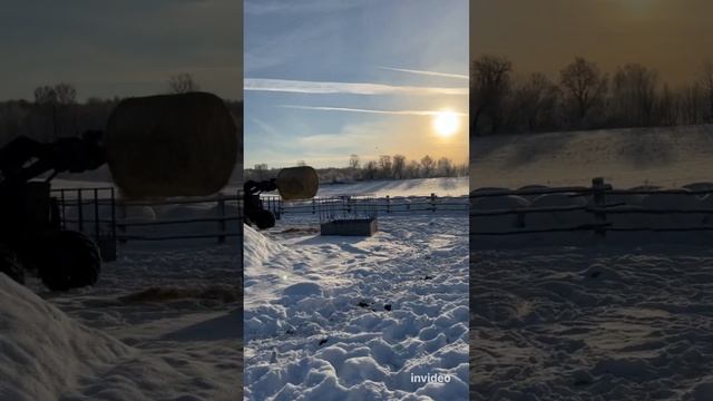 Кормим молодняк, всё как обычно. #герефорд #корова #ферма #сено #рулон #трактор #мтз #фидер #село смотреть онлайн