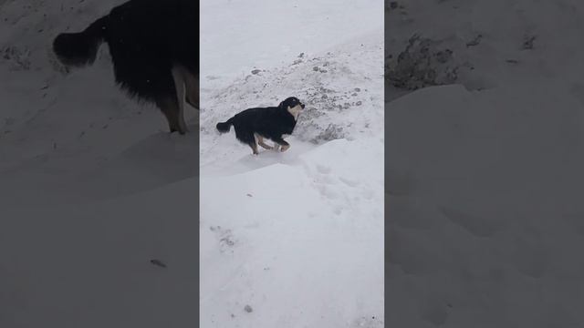 Собачки деревня. Кемеровской области! смотреть онлайн