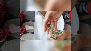 Новинки растений)алоказии и фикус шривериана